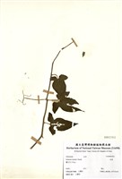 藏品(白英)的圖片